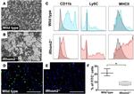 Ly-6C Antibody in Flow Cytometry (Flow)