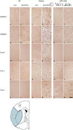 FKBP4 Antibody in Immunohistochemistry (Frozen) (IHC (F))