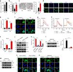 iNOS Antibody in Western Blot (WB)