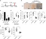 CD274 (PD-L1, B7-H1) Antibody in Flow Cytometry (Flow)