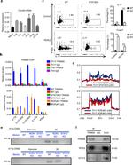 ROR gamma (t) Antibody in Western Blot (WB)