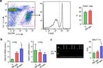 CD326 (EpCAM) Antibody in Flow Cytometry (Flow)