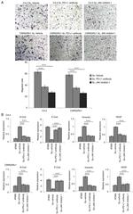 CD274 (PD-L1, B7-H1) Antibody in Immunohistochemistry (IHC)