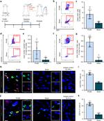 CD195 (CCR5) Antibody in Flow Cytometry (Flow)