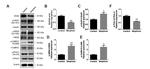 RGS4 Antibody in Western Blot (WB)