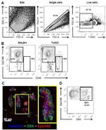 CD326 (EpCAM) Antibody in Flow Cytometry (Flow)