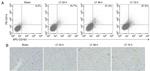 CD163 Antibody in Flow Cytometry (Flow)