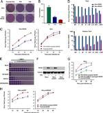 ISG20 Antibody