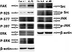 Phospho-FAK (Tyr576, Tyr577) Antibody in Western Blot (WB)