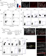 Ki-67 Antibody in Flow Cytometry (Flow)