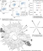 IgM Antibody in Flow Cytometry (Flow)