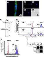 P-Glycoprotein Antibody in Immunohistochemistry (IHC)