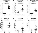 FOXP3 Antibody in Immunohistochemistry (IHC)