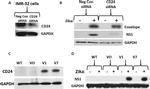 CD24 Antibody