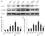 CD284 (TLR4) Antibody in Neutralization (Neu)