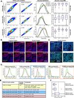 CD8a Antibody in Immunocytochemistry, Immunohistochemistry (ICC/IF, IHC)