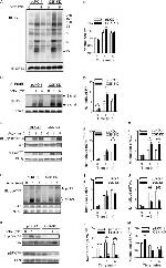 FceR1 alpha Antibody in Western Blot, Immunoprecipitation (WB, IP)