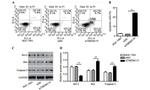 GAPDH Antibody in Western Blot (WB)