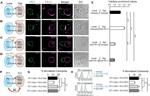 CD274 (PD-L1, B7-H1) Antibody in Flow Cytometry (Flow)