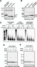 V5 Tag Antibody in Western Blot (WB)