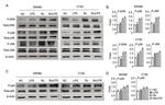 Phospho-ERK1/2 (Thr202, Tyr204) Antibody in Western Blot (WB)