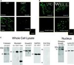 Lamin B1 Antibody in Western Blot (WB)