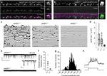 RFP Antibody in Immunohistochemistry (IHC)