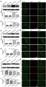 CD11b Antibody in Immunohistochemistry (IHC)