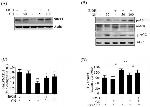 Phospho-AMPK alpha-1,2 (Thr183, Thr172) Antibody in Western Blot (WB)