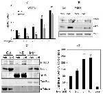 CREB Antibody in Western Blot (WB)