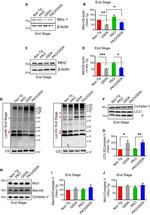 MARCH5 Antibody in Western Blot (WB)