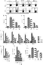 ROR gamma (t) Antibody in Flow Cytometry (Flow)