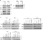 DHX40 Antibody in Western Blot (WB)