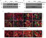 F4/80 Antibody in Immunocytochemistry (ICC/IF)