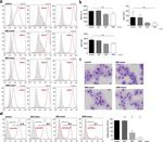 F4/80 Antibody in Flow Cytometry (Flow)