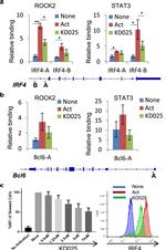 IRF4 Antibody in Flow Cytometry (Flow)