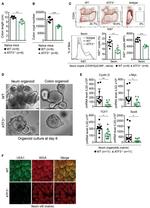 CD326 (EpCAM) Antibody in Flow Cytometry (Flow)