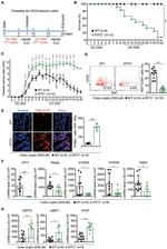 CD24 Antibody in Flow Cytometry (Flow)