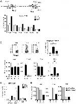 IRF4 Antibody in ChIP Assay (ChIP)