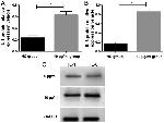 IL-6 Antibody in Western Blot (WB)