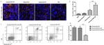 CD279 (PD-1) Antibody in Immunohistochemistry, Flow Cytometry (IHC, Flow)