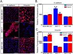 Vimentin Antibody in Immunocytochemistry (ICC/IF)