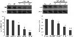 AIB1 Antibody