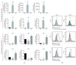 CD86 (B7-2) Antibody in Flow Cytometry (Flow)