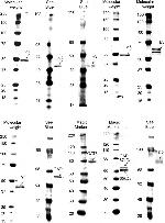 GABRA5 Antibody in Western Blot (WB)