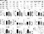 GABRA5 Antibody in Western Blot (WB)