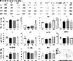 GABRA5 Antibody in Western Blot (WB)