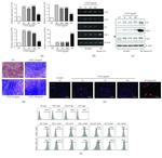 CD29 (Integrin beta 1) Antibody in Flow Cytometry (Flow)