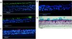 ZO-1 Antibody in Immunohistochemistry (IHC)