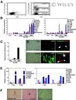 CD166 (ALCAM) Antibody in Flow Cytometry (Flow)